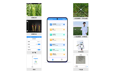 葵青区小麦表型测量仪IN-XM05